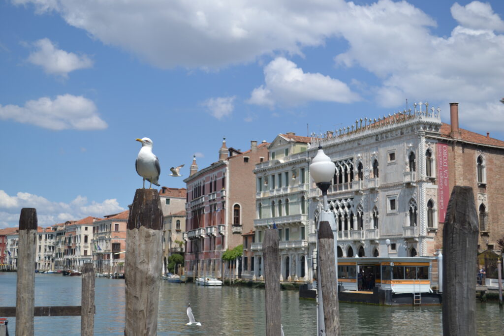 WanderWoman Venice – Licensed tour guide – Nature and interpretive guide