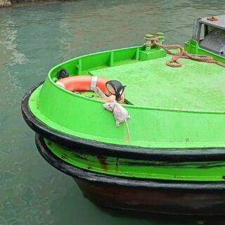 Venetian sense of humour. The fake rat on the garbage truck is lot cuter than the real ones. 

#venicelife #pantegana #fakerat #garbagetruck #venetianjob #veniceunexpected #cute