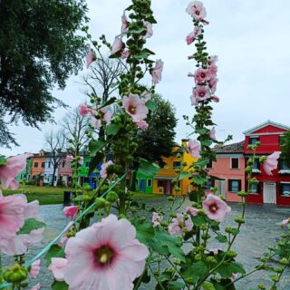 "The vivacity and brightness of colors in a landscape will never bear any comparison with a landscape in nature when it is illumined by the sun, unless the painting is placed in such a position that it will receive the same light from the sun as does the landscape".

Leonardo da Vinci

#colors #burano #flowers #houseplants #colorfulhouses #landscape #natureandinterpretiveguide #nature #veniceunexpected #venicecolors #rainbow #matchingcolors #fiori #pink #red #greenature